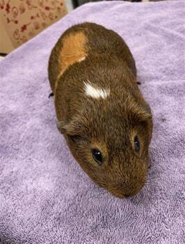 Rescue Guinea Pig Guinea Pigs for Adoption in Aliquippa, Pennsylvania - SAM | PetCurious